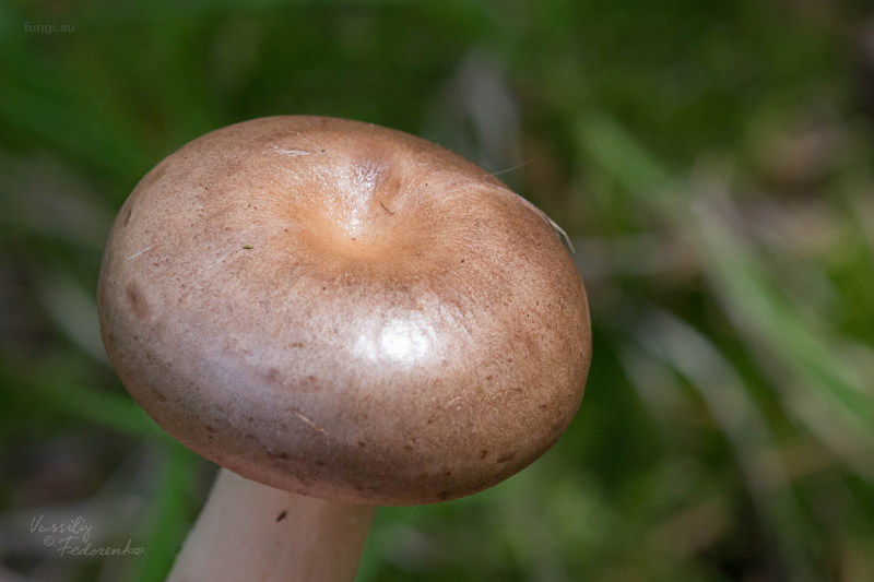 lactarius_04.jpg