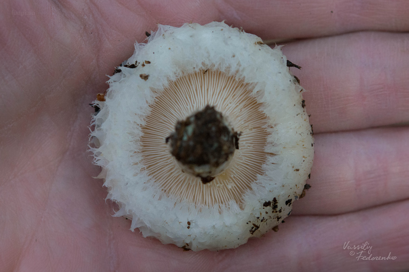 lactarius_04_1.jpg