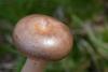 lactarius_04_t1.jpg