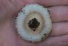 lactarius_04_t1_1.jpg