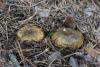 lactarius_04_t1_2.jpg