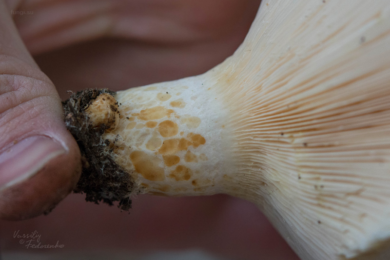 lactarius_05_1.jpg