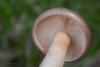 lactarius_05_t1.jpg