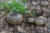 lactarius_05_t1_2.jpg