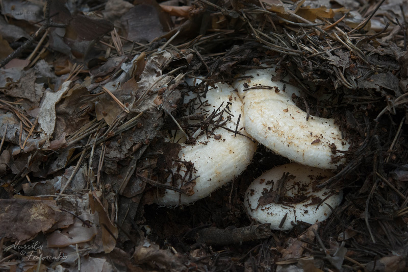 lactarius_06_1.jpg