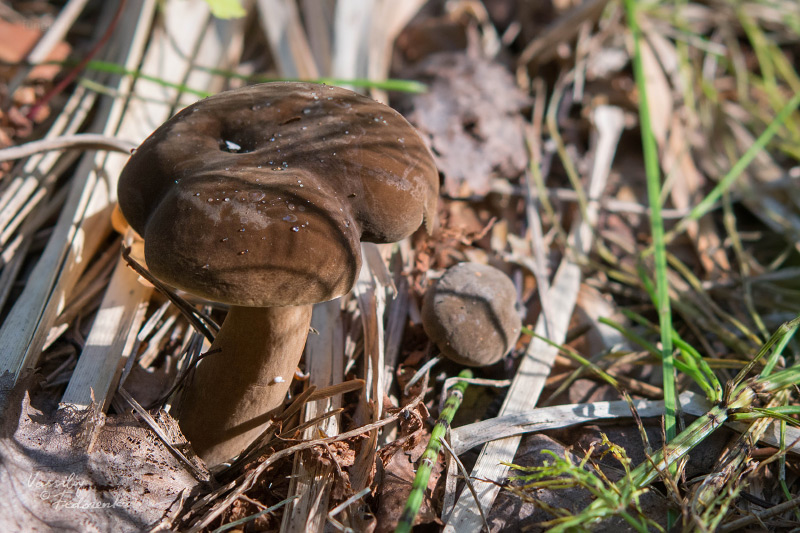 lactarius_07_1.jpg