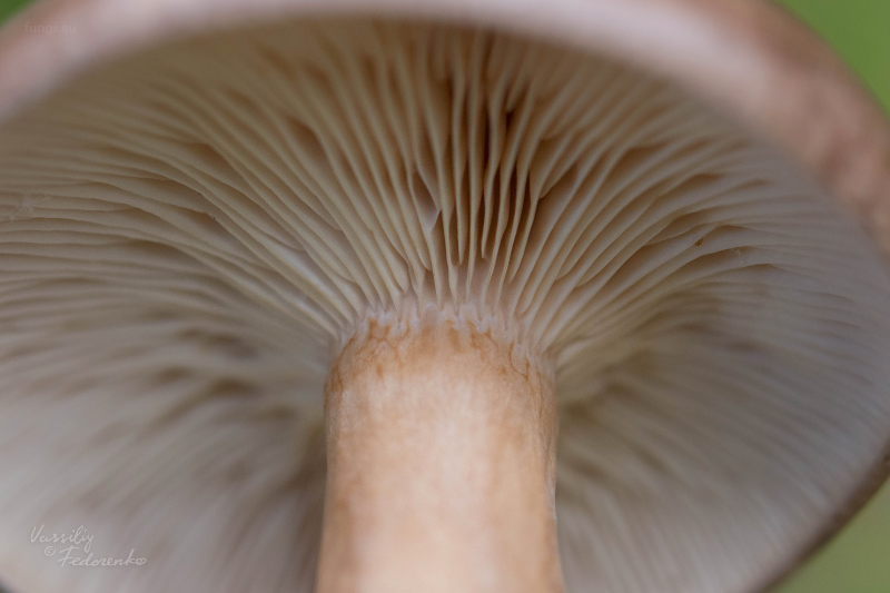 lactarius_09.jpg