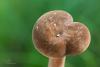 lactarius_10_t1_1.jpg