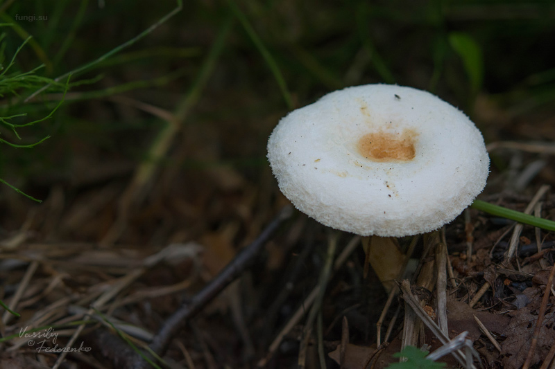 lactarius_12.jpg