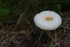 lactarius_12_t1.jpg