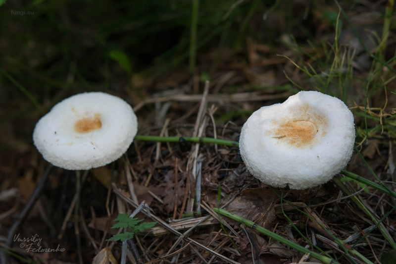 lactarius_13.jpg