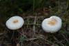 lactarius_13_t1.jpg