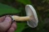 lactarius_14_t1.jpg