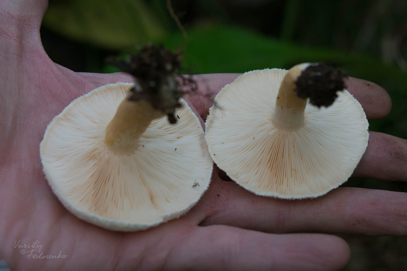 lactarius_16.jpg