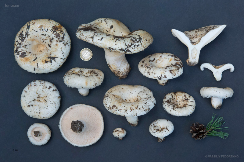 lactarius_18.jpg