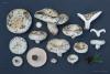 lactarius_18_t1.jpg