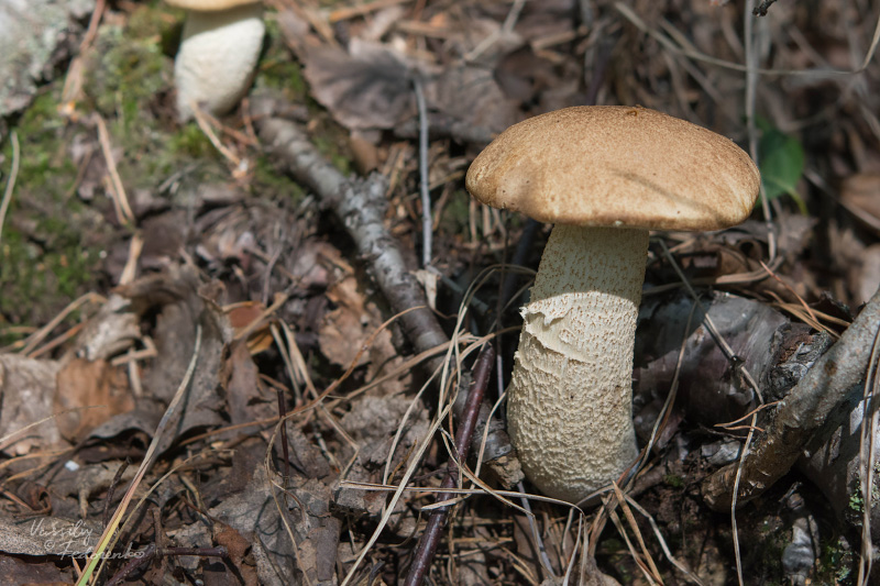 leccinum-duriusculum_01.jpg