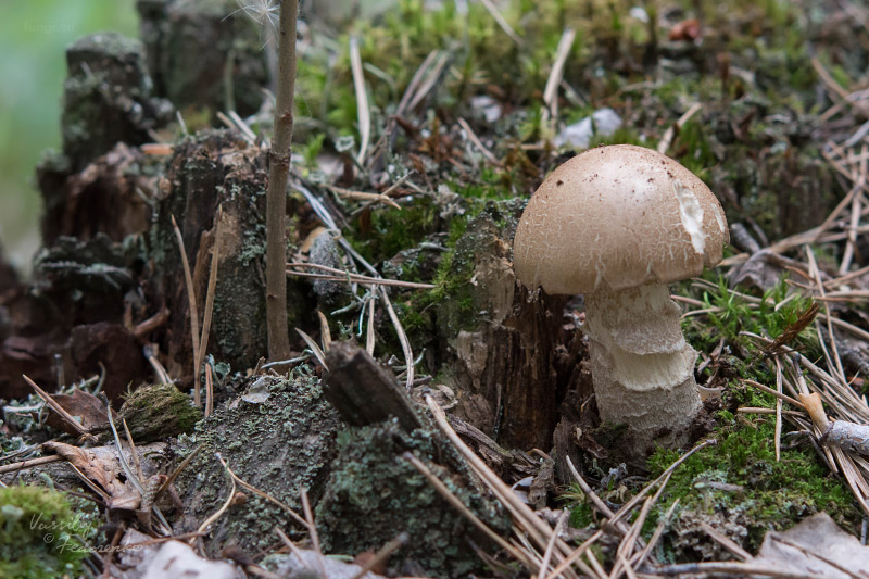 leccinum-duriusculum_01_1.jpg