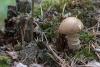 leccinum-duriusculum_01_t1_1.jpg