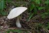 leccinum-versipelle-percandidum_01_t1.jpg