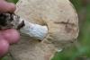 leccinum-versipelle-percandidum_06_t1.jpg