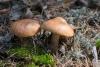 leccinum-vulpinum_01_t1.jpg