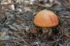 leccinum-vulpinum_01_t1_1.jpg