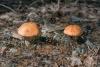 leccinum-vulpinum_02_t1.jpg