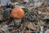 leccinum-vulpinum_03_t1.jpg