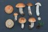 leccinum-vulpinum_04_t1.jpg