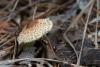 lepiota_01_t1_1.jpg