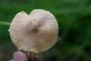 lepiota_02_t1.jpg