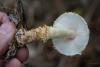 lepiota_02_t1_1.jpg