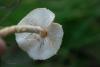 lepiota_03_t1.jpg