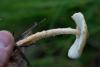 lepiota_04_t1.jpg