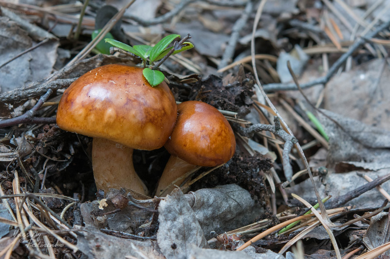 limacella_01.jpg