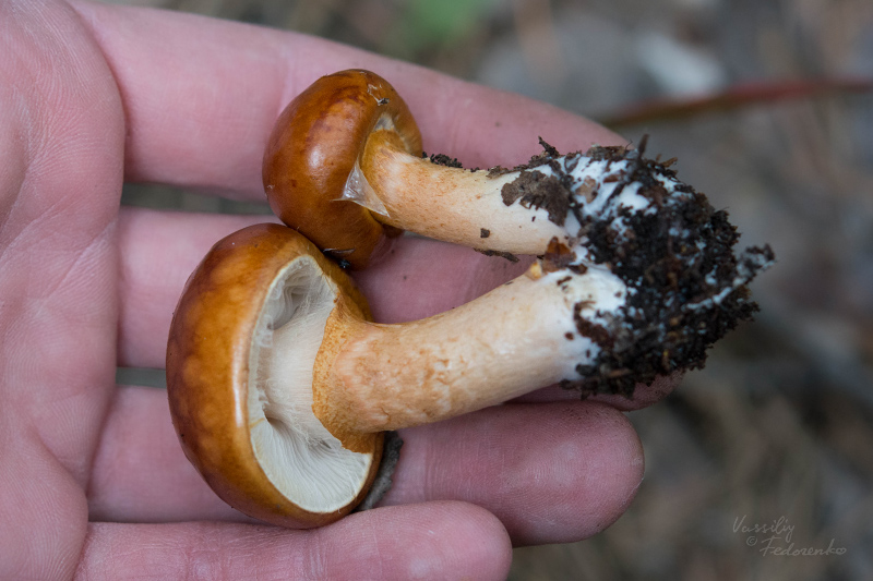 limacella_02.jpg