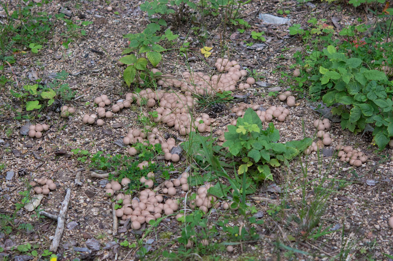 lycoperdon_01.jpg