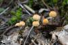marasmius-siccus_01_t1.jpg