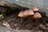 mycena-haematopus_02_t1.jpg