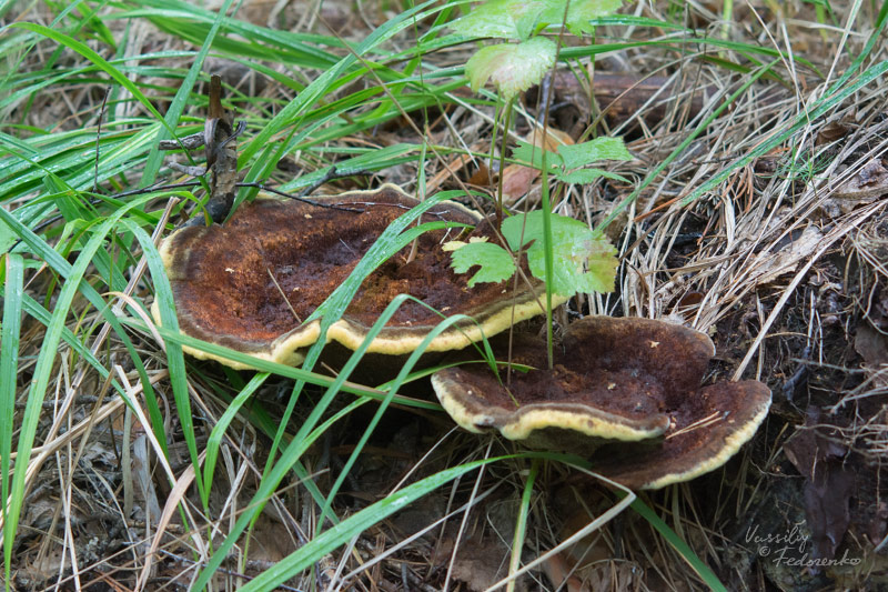 phaeolus-schweinitzii_01.jpg