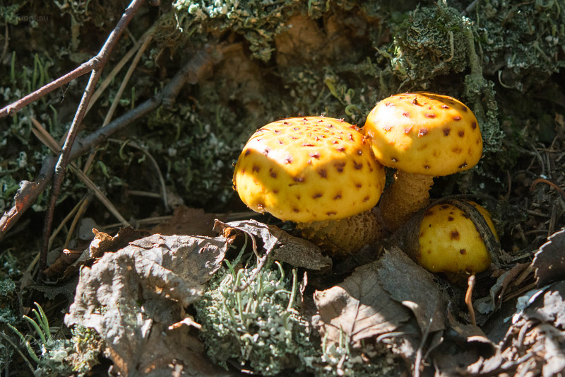 pholiota-aurivella_01.jpg