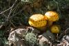 pholiota-aurivella_01_t1.jpg