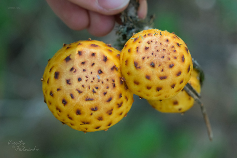 pholiota-aurivella_02.jpg