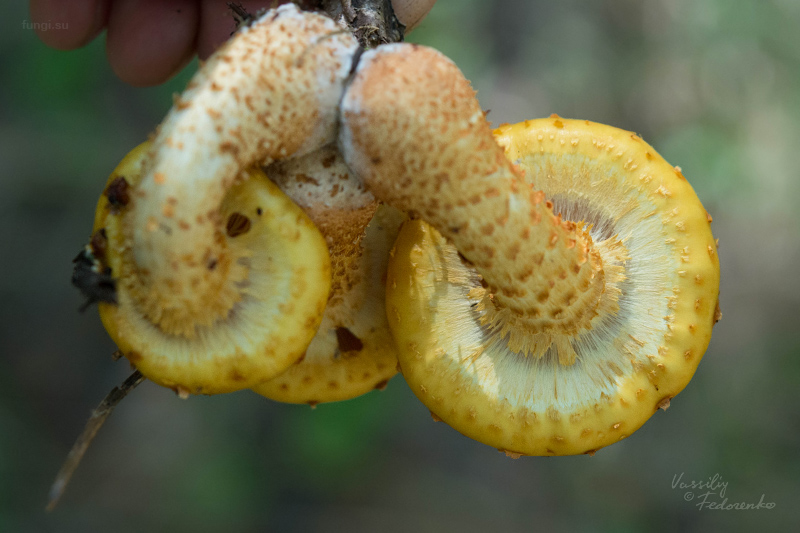 pholiota-aurivella_03.jpg