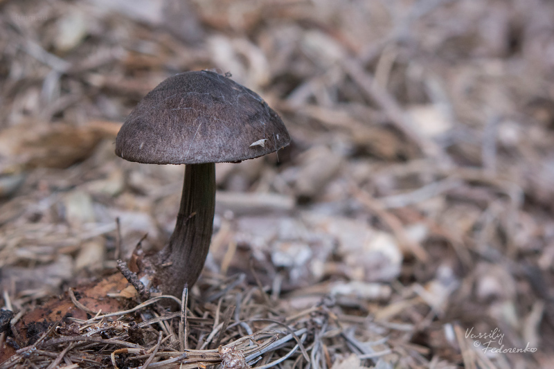 pluteus-umbrosus_01.jpg