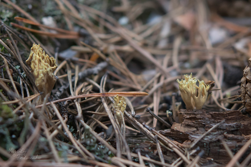 ramaria_01.jpg