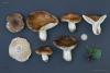 russula-adusta_01_t1.jpg