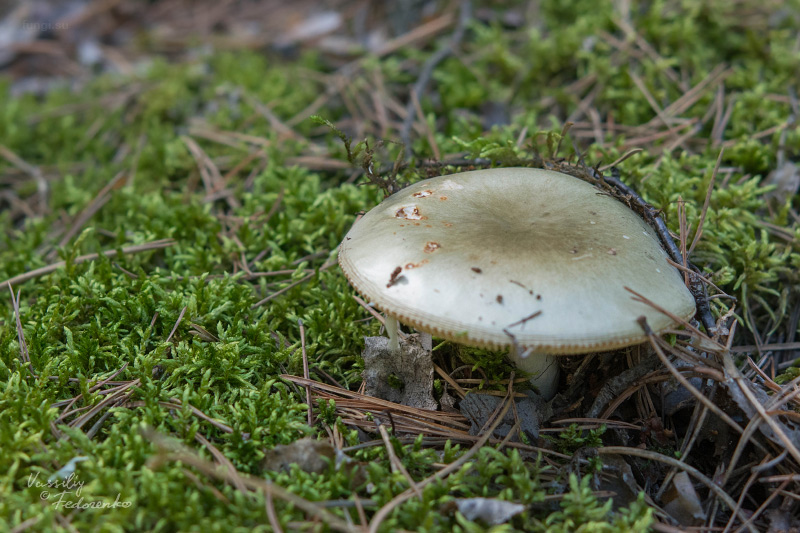 russula-aeruginea_01.jpg