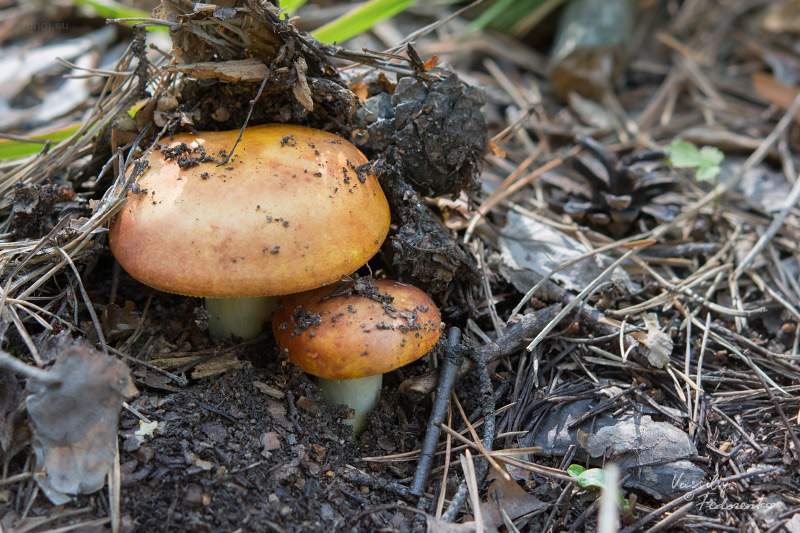 russula-aurea_01.jpg